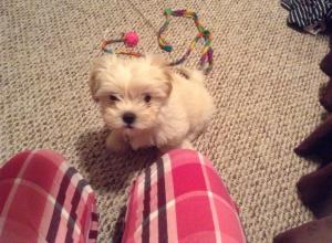 10269491_10203876635662022_7457245507263989730_n