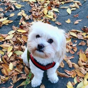 15078677_10211575985380953_6371228842385683589_n